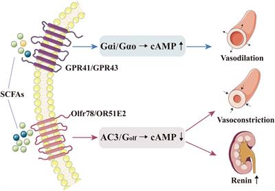 Frontiers | The Role Of Short-Chain Fatty Acids Of Gut Microbiota ...